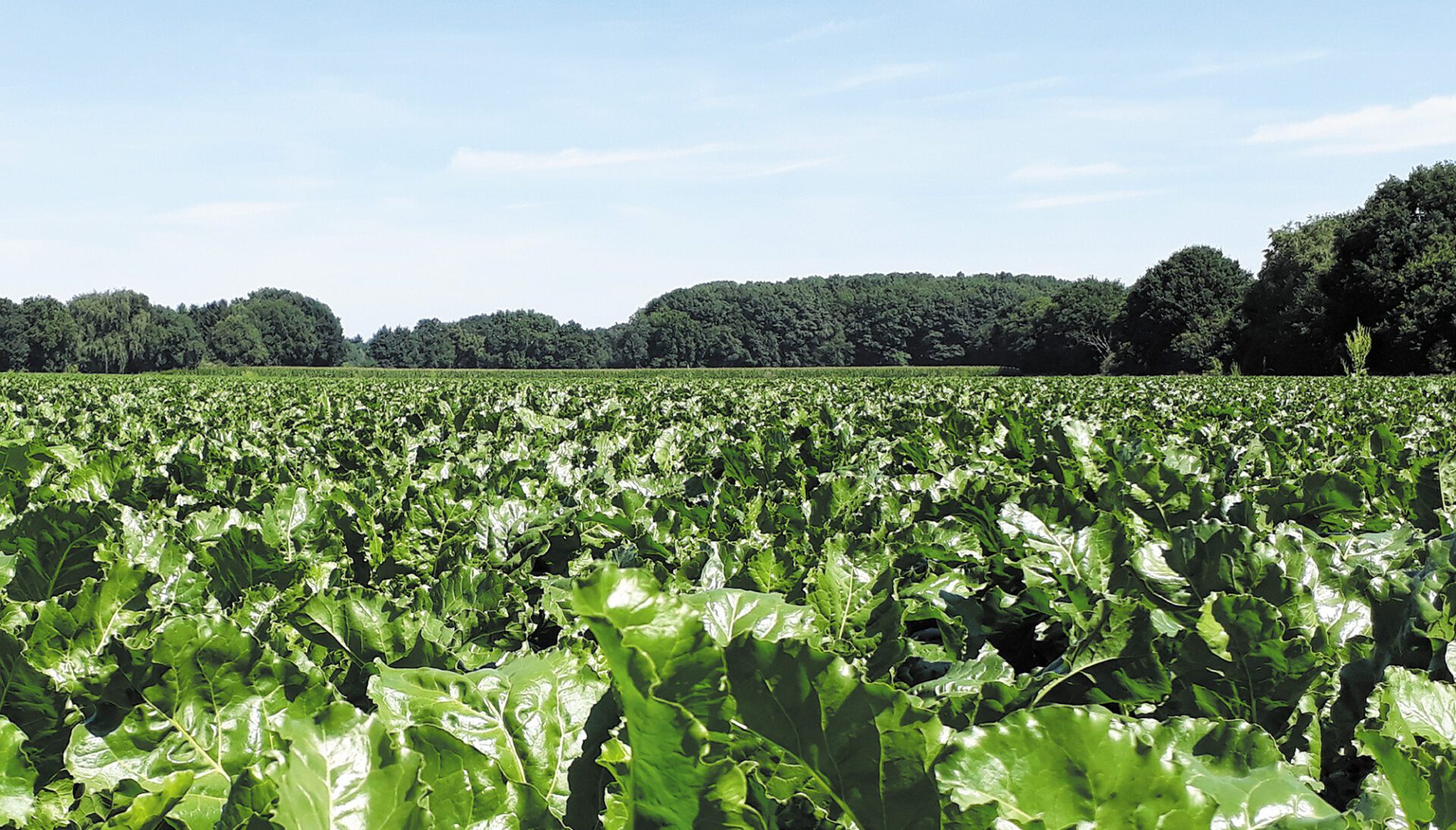 Groot suikerbietenveld met bomen.
