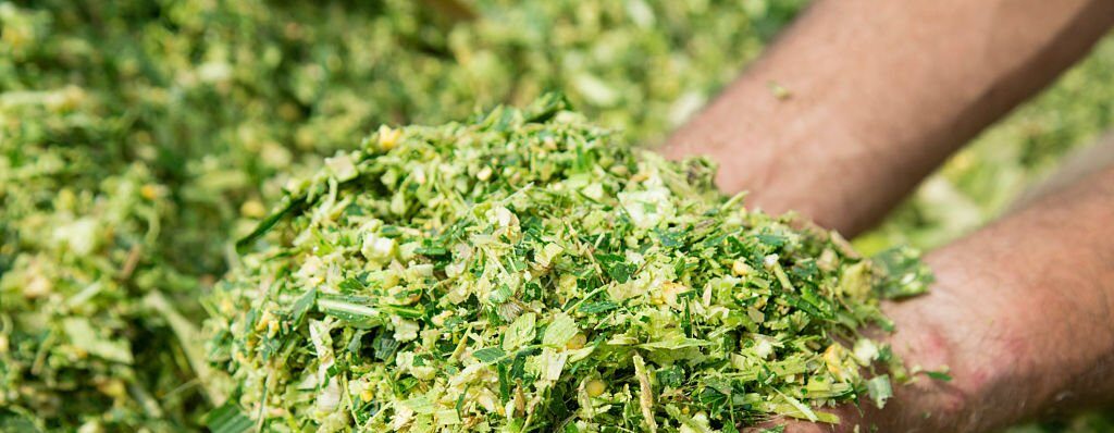 farmer's hands holding corn maize silage