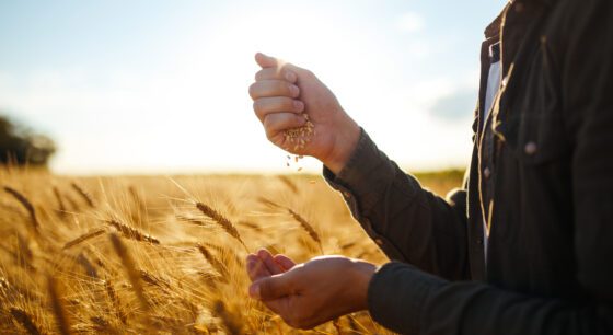 hands of a farmer holding a handful of wheat grains in a wheat field.