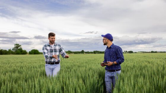 two farmers in green wheat field examining crop.