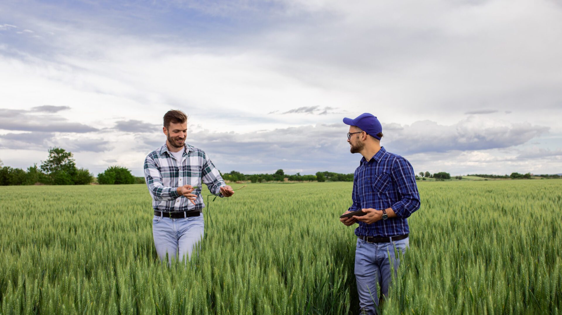 two farmers in green wheat field examining crop.