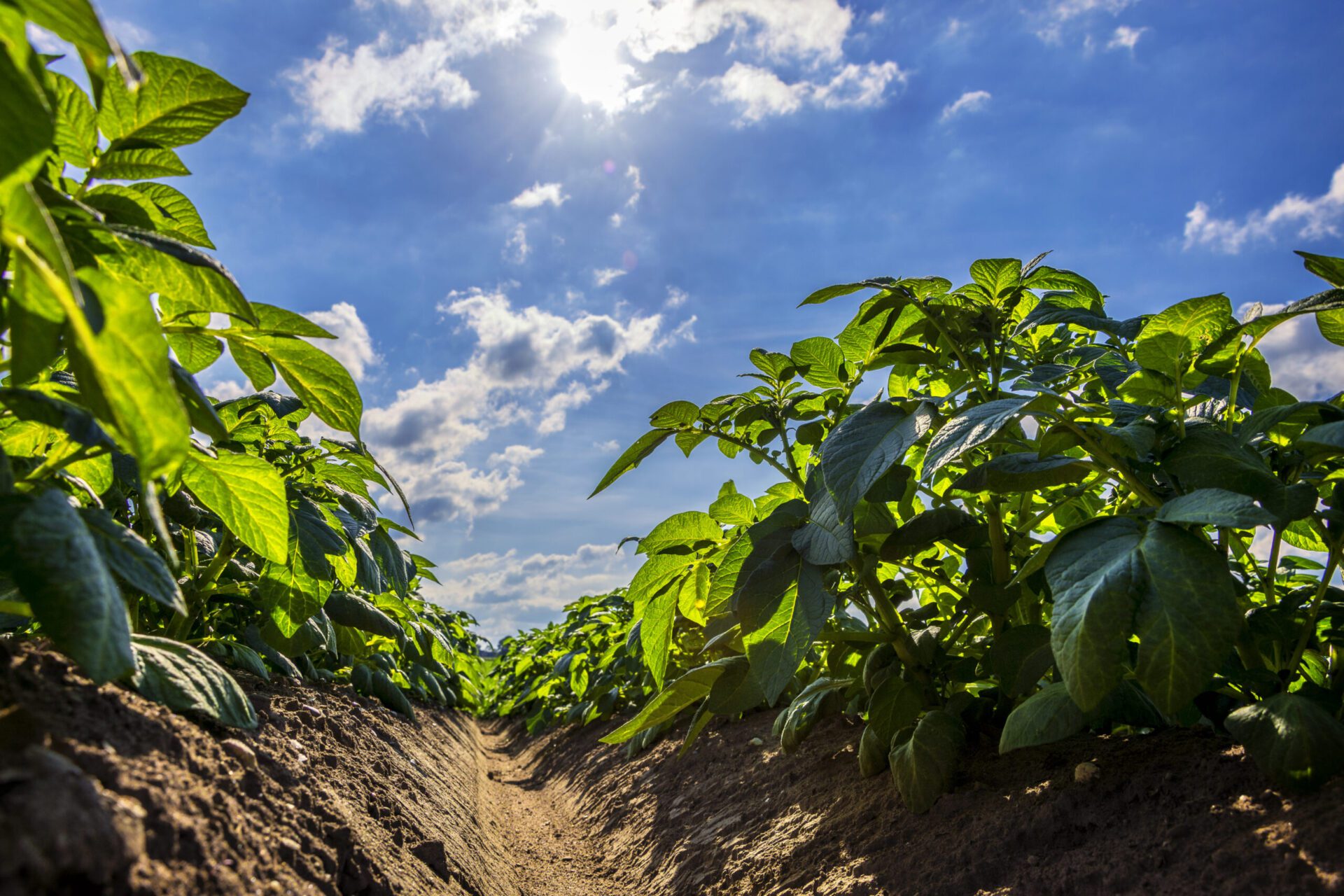 green potato field on farmland, low angle view with sunlight