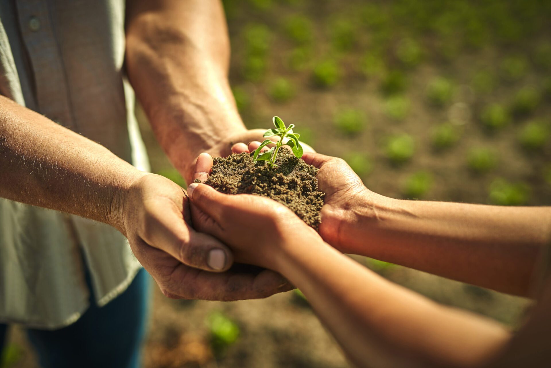 shot of an unrecognisable man and woman holding a plant on a farm