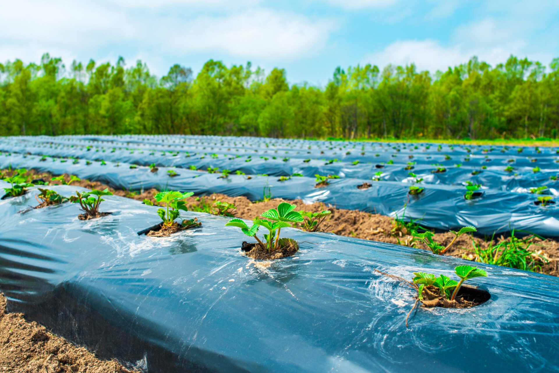 growing plants in the plantation fields by mulching
