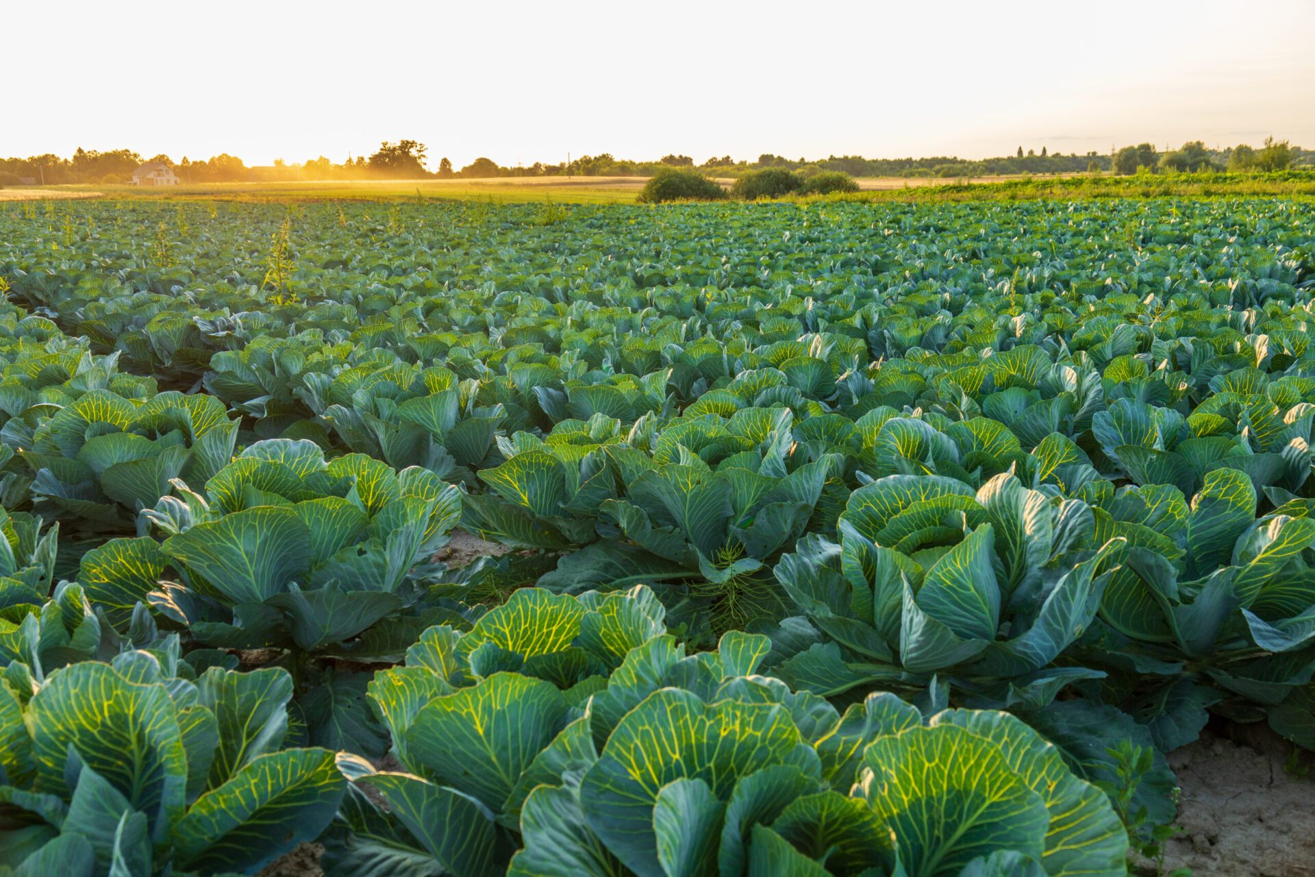 vibrant green cabbages flourish in a vast field as the sun sets, casting a warm glow over the farm landscape